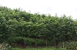 Sơn La: Toàn tỉnh trồng mới 448 ha cây cao su 